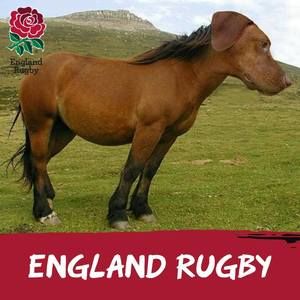 Meet your Posher, Nino